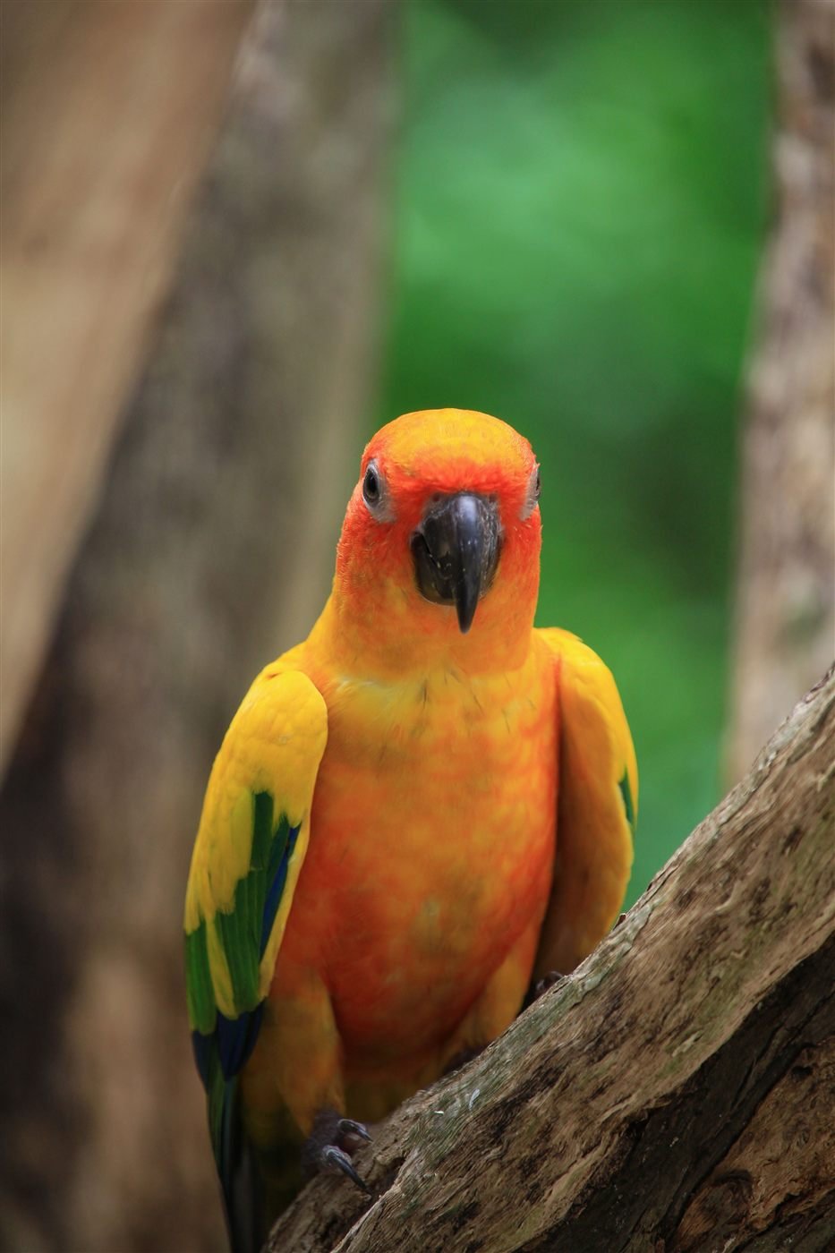 Loro