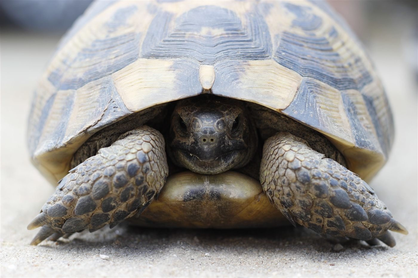 Tortuga